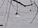 Goutte gelée